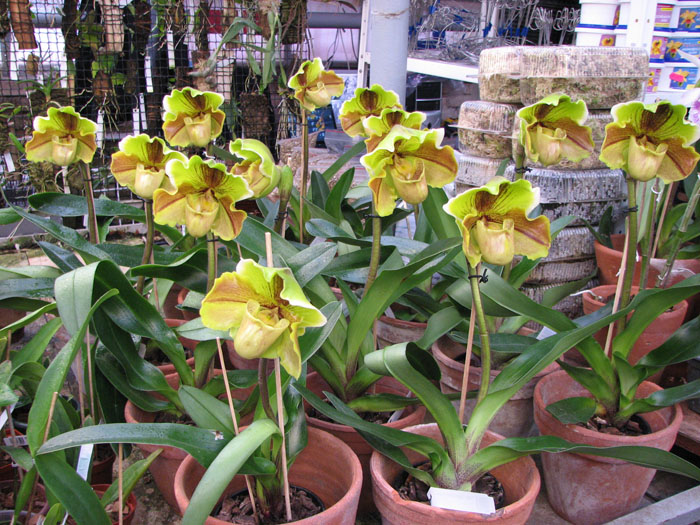 Paphiopedilum Lippewunder hybrid.jpg