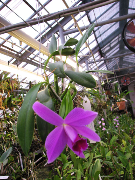 Laelia pumila.jpg