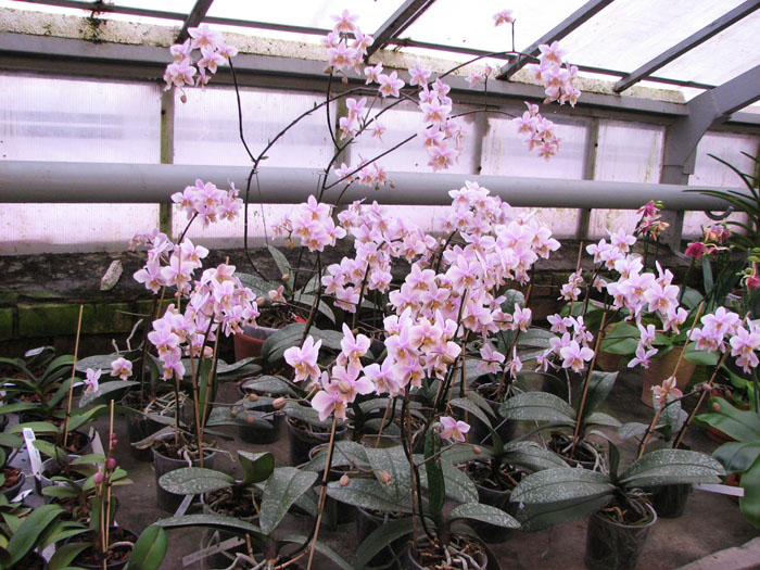 Phalaenopsis Philadelphia (schilleriana x stuartiana).jpg