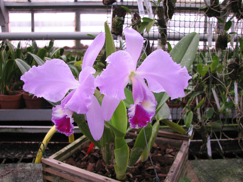 Cattleya warneri.jpg