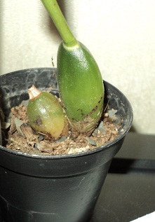 Ангулокасте