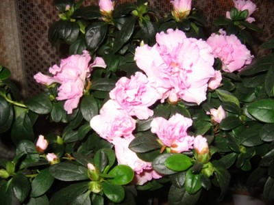 Вот она любимая