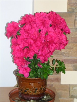 Вот так. Горшек стоит на маленьком поддоне, а уже этот маленький поддон стоит на широком поддоне, где налита постоянно вода.<br />P.S. Фото не мое. С другого форума.