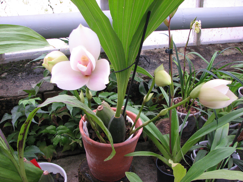 Angulocaste Olympus Rex.jpg