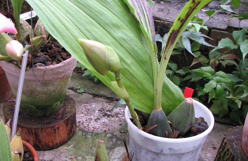 Angulocaste Aurora.jpg