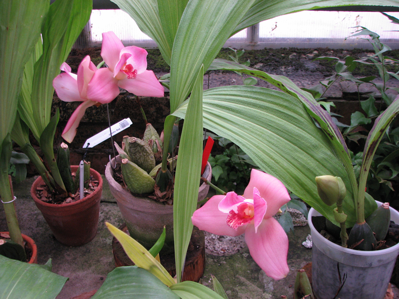 Lycaste Jean Tolliday Kendolie.jpg
