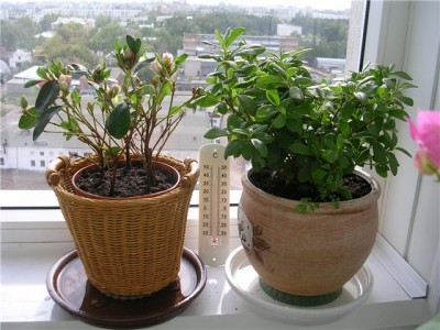 Вот эти 2 азалии она именно таким образом реанимировала. :)