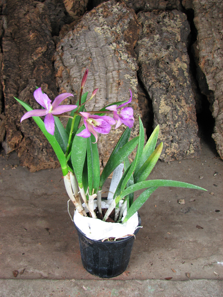BRASSOCATTLEYA MAKAI MAYUMI.jpg