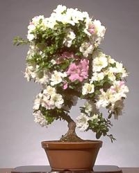 Какая красота!!!<br />Фото из интернета!