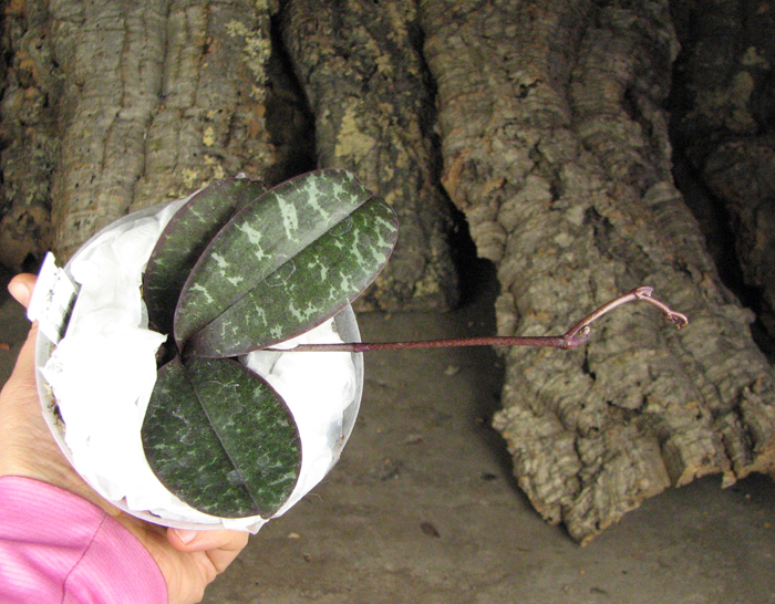 Phalaenopsis schilleriana.jpg