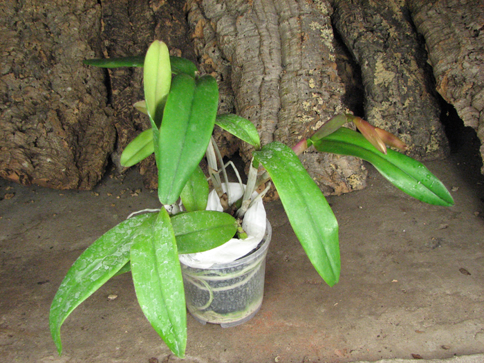 CATTLEYA JENMANII COERULEA X INTERMEDIA AQUINII.jpg