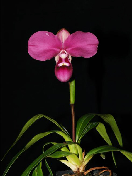 Phragmipedium kovachii.jpg