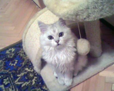 хороший мальчик