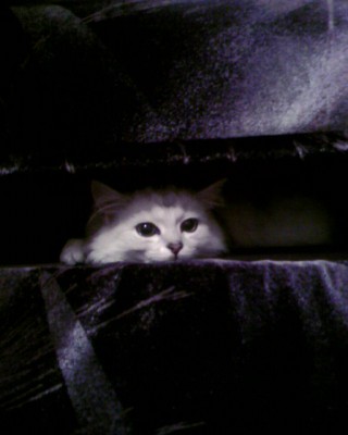 я за Вами наблюдаю