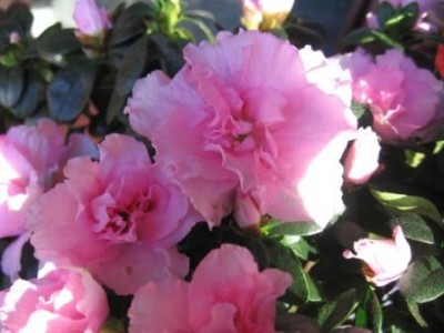 ее натуральный цвет. А распустилась то как!!!