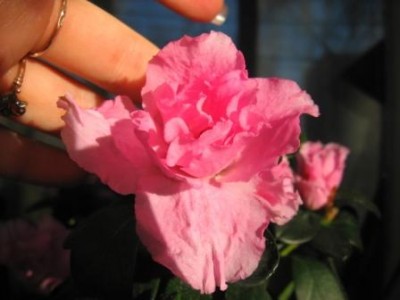 кажется ей нравится утреннее солнышко!