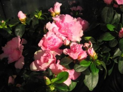 В лучах солнышка