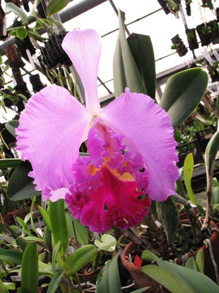 Brassolaeliocattleya Pamela Finney 'All Victory'.jpg