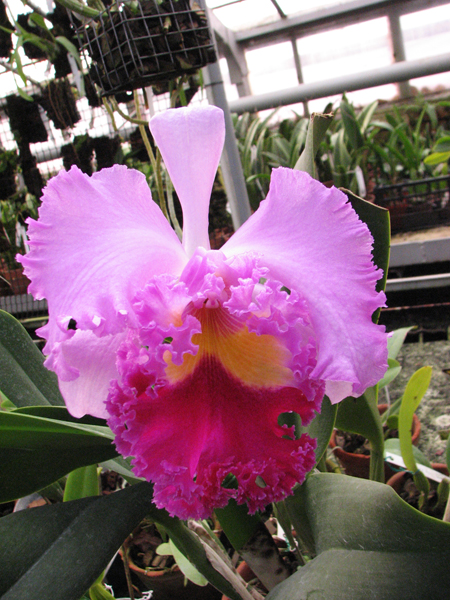 Brassolaeliocattleya Pamela Finney 'All Victory'.jpg