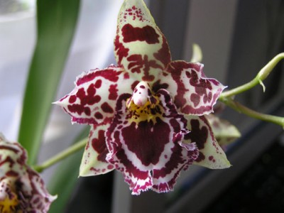 orhidey1.jpg