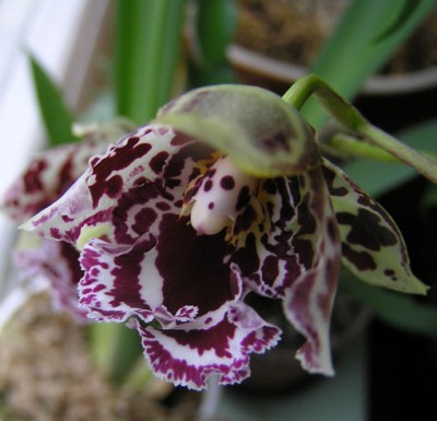 orhidey4.jpg