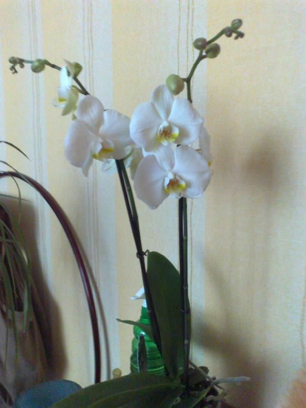 только с магазина