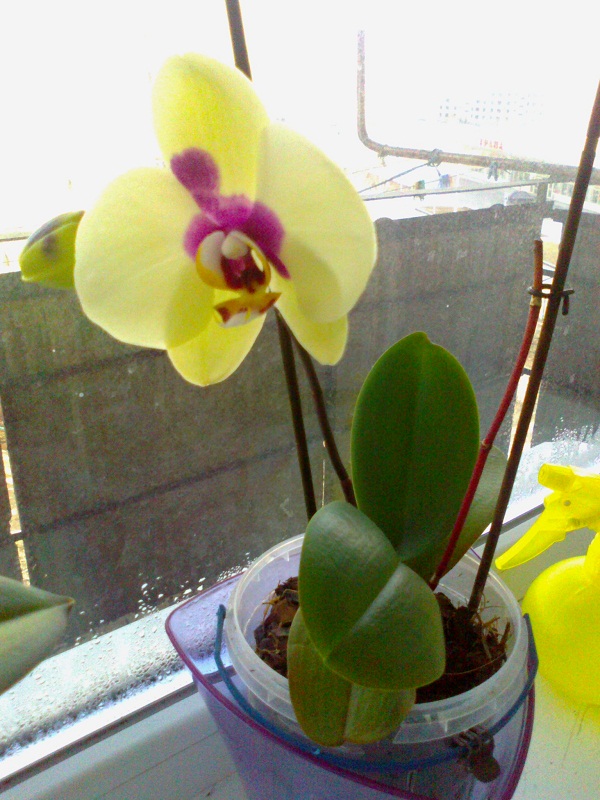 это теперь таким цветом начал цвести!!!