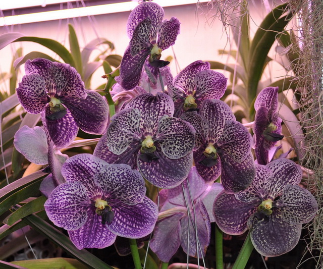 DSC_5137 для форума_новый размер.jpg