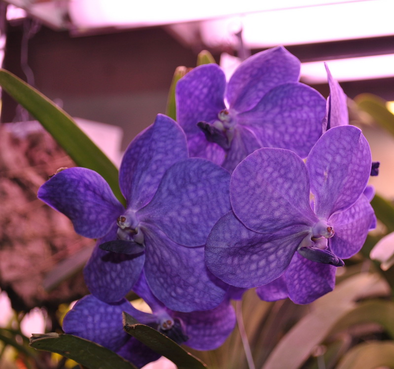 DSC_5185для форума.jpg