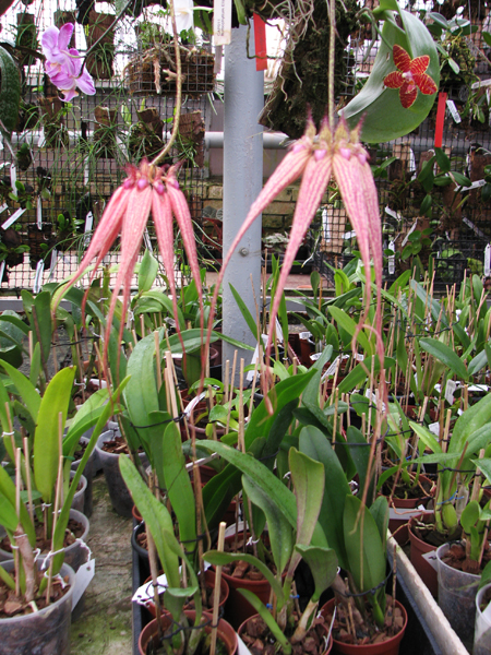 Bulbophyllum Elizabeth Ann.jpg