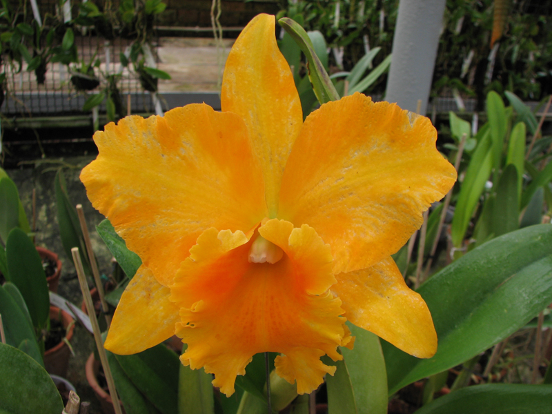 Potinara Haw Yuan Gold 'YC#2'.jpg