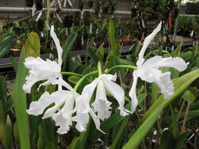 Laelia lobata alba.jpg
