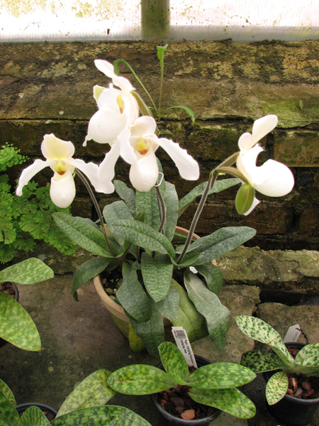 Paphiopedilum Deperle.jpg