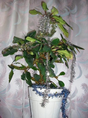 Вот такая йолочка! )))