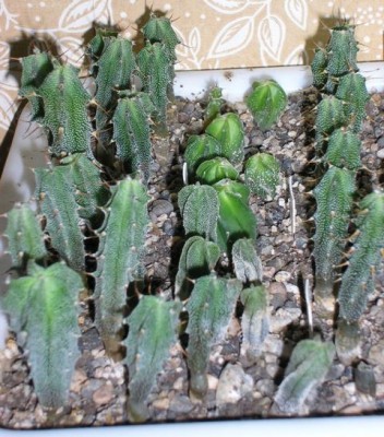 Вот так вытянулись орнатумы за 4 месяца без подсветки на шкафу...