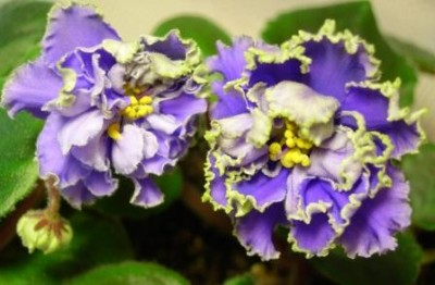 Ruffled Skies-2_w.JPG