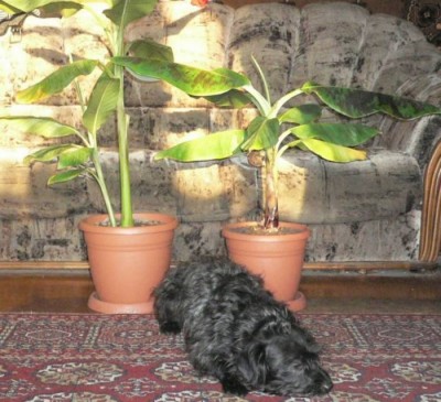 02.01.2007г-бананасы и звери.