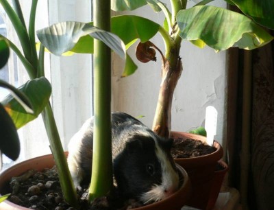 02.01.2007г-Морская свинка-Фёдор