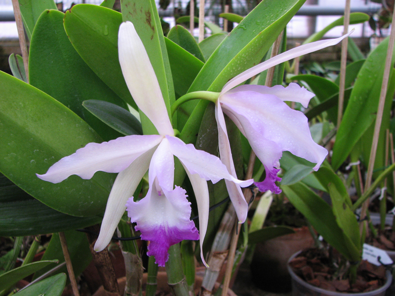 Cattleya Intermedia-gigas.jpg