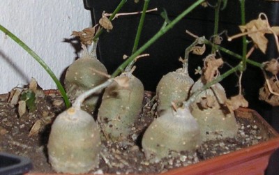 Кедростисы