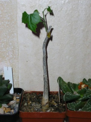 Ибервиллея