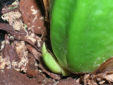 Lyc. macrophylla 050413.JPG