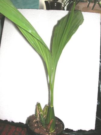 Lycaste macrophylla.JPG