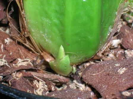 macrophylla 050413.JPG