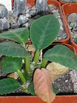 Малышка дорстения фаетида зацветает.