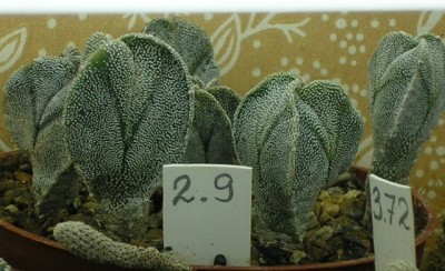 Трикостатумы