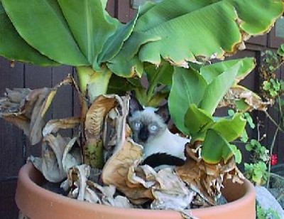 Котёнок в банановой роще.