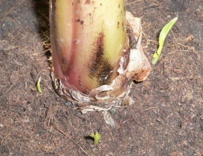 02.01.2007г- Три отростка Musa Dwarf Cavendish