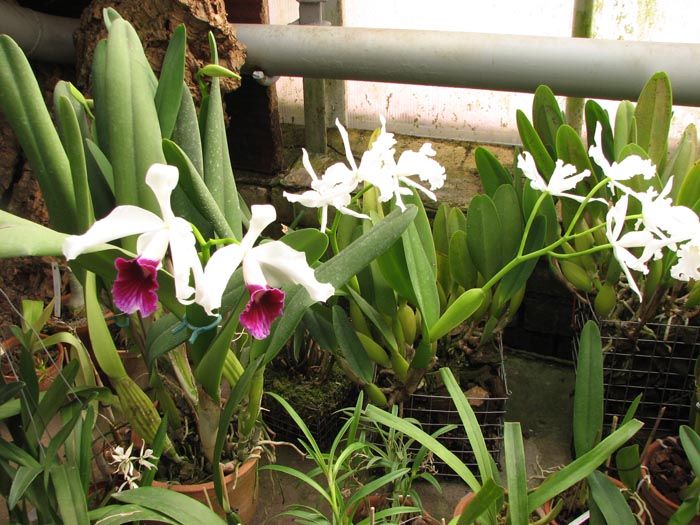 Laelia.jpg