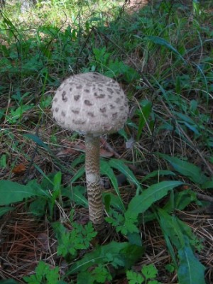 mushroom_1.JPG